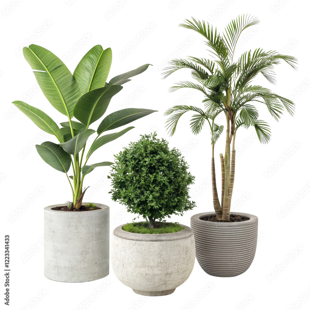 Fototapeta premium Three Potted Plants Bird of Paradise, Palm, and Boxwood, Isolated on Transparent Background, 3D Render, Potted Plants, Houseplants, Plant rendering, 3D model
