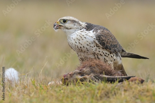 Saker falcon Falco cherrug wildlife prey nature predator beautiful animal beautiful sighting ornithology Europe