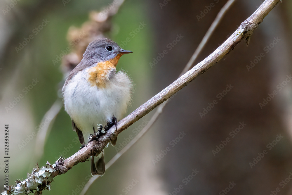 Red-breasted Flycatcher 