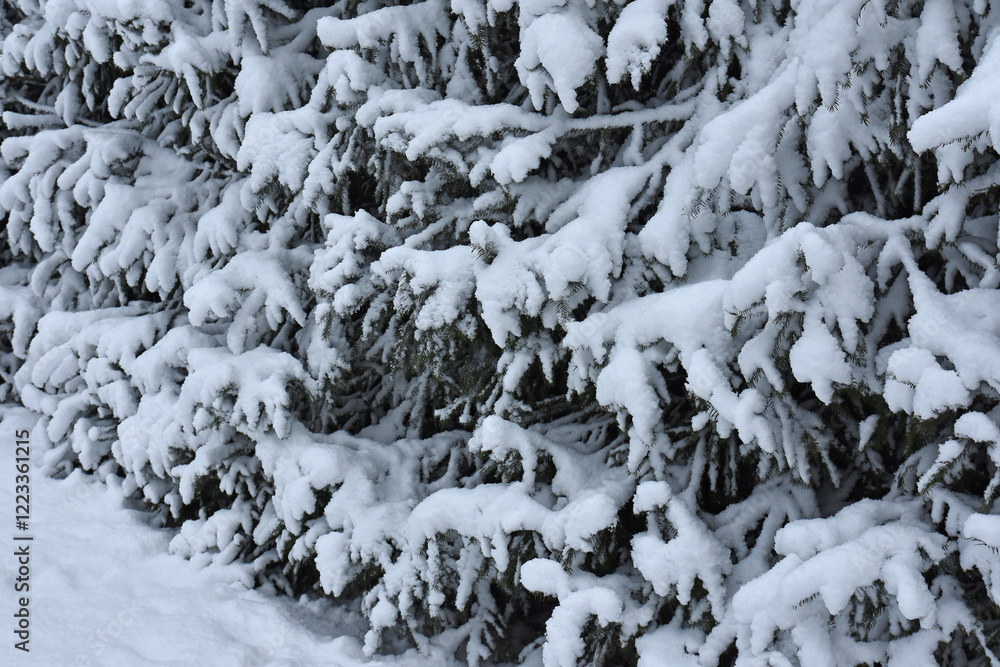 Snow-covered plants in the garden in winter Snow-covered plants in the garden in winter