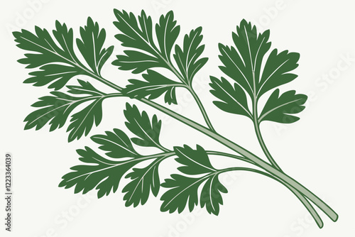 parsley isolated on white background