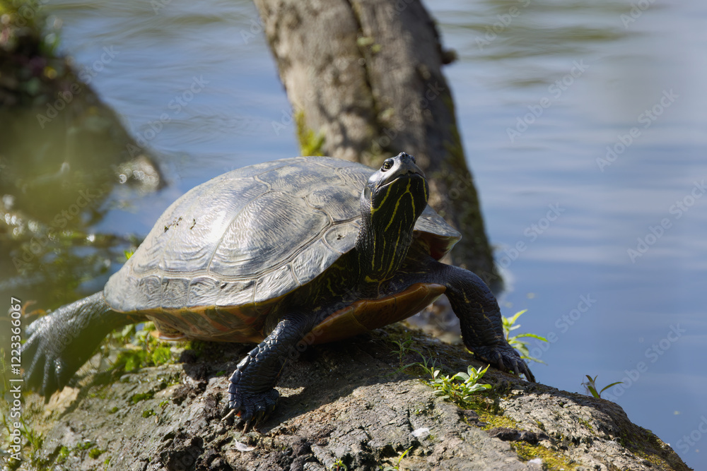 Obraz premium Water turtle on a tree stump in a pond, Turtle sunbathing on a log, Water turtle in the sun