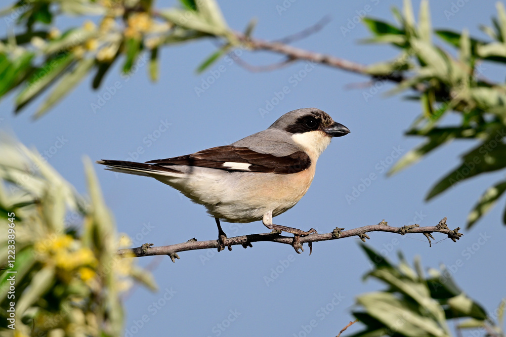 Schwarzstirnwürger // Lesser grey shrike (Lanius minor) - Donaudelta, Rumänien Schwarzstirnwürger // Lesser grey shrike (Lanius minor) - Donaudelta, Rumänien