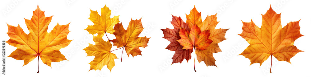 Autumn leaves isolated on transparent background, PNG, Set of Autumn leaves isolated on transparent background, PNG, Set of