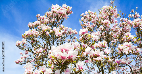 Magnolia blossom in spring ...