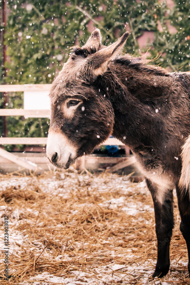 Fototapeta premium donkey in snow