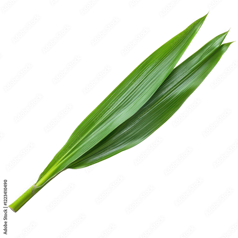 Fresh pandan leaf isolated on Transparent background showcasing its vibrant green color and unique texture, pandan leaf isolated on PNG background Fresh pandan leaf isolated on Transparent background showcasing its vibrant green color and unique texture, pandan leaf isolated on PNG background