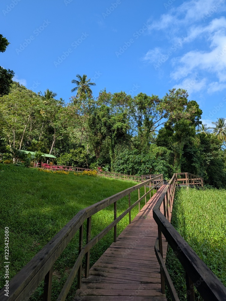Boardwalk in the jungle in Saint Lucia - January 2025 Boardwalk in the jungle in Saint Lucia - January 2025