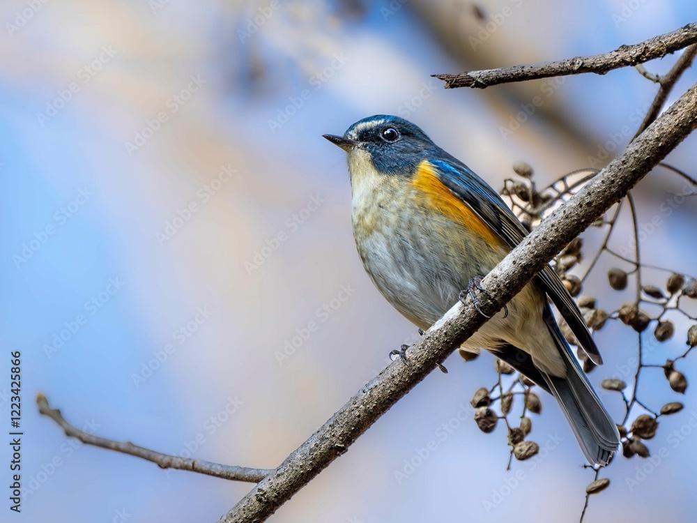 Fototapeta premium ハゼの実を食べに来たルリビタキの雄