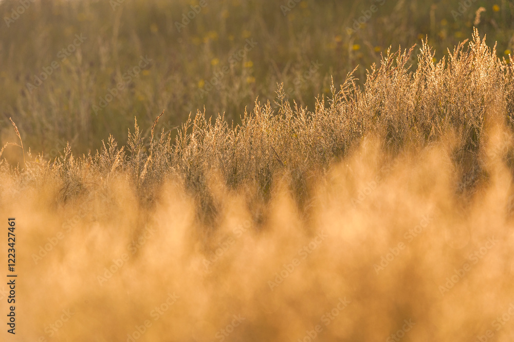 Obraz premium Golden sunlight reflecting on lush grass during a calm evening in a serene natural landscape