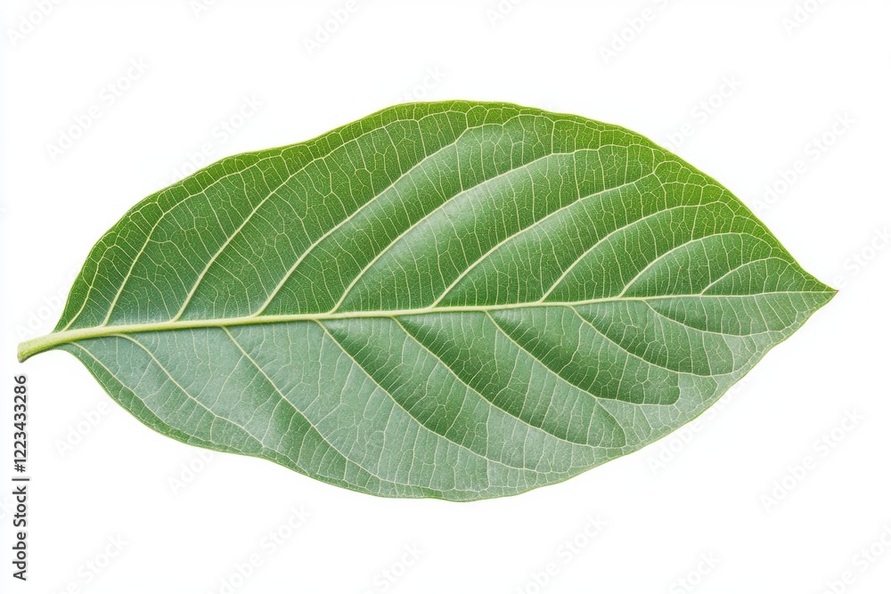 Single Green Leaf: Detailed Veins, Natural Serenity Single Green Leaf: Detailed Veins, Natural Serenity