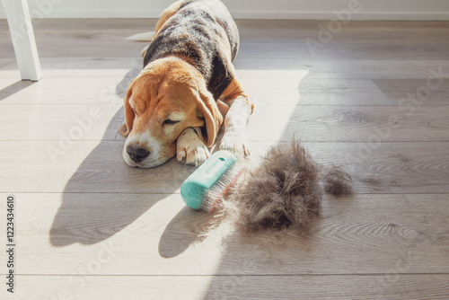 Wallpaper Mural dog hair on the floor after brushing a beagle Torontodigital.ca
