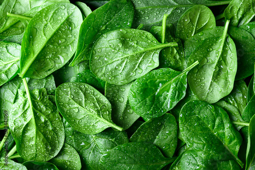 Fresh green spinach leaves with water drops. Raw organic baby spinach close up. Food background and texture