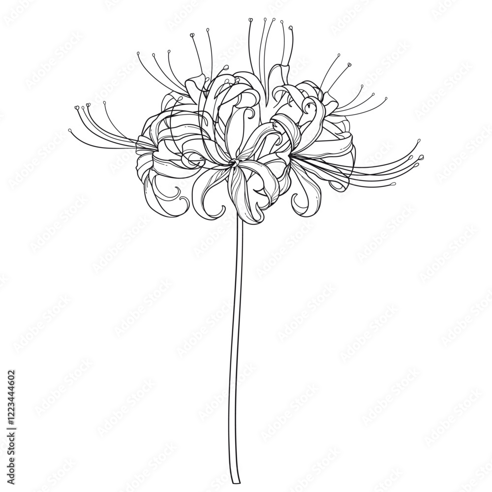 Stem with outline inflorescence Lycoris radiata or red spider lily in black isolated on white background. Stem with outline inflorescence Lycoris radiata or red spider lily in black isolated on white background.