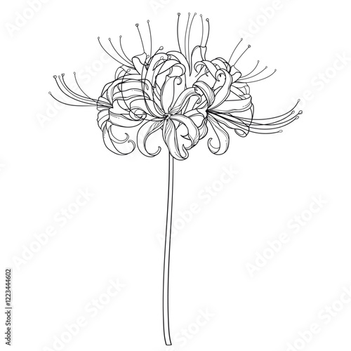 Stem with outline inflorescence Lycoris radiata or red spider lily in black isolated on white background. 