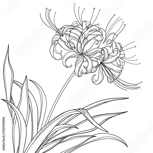 Corner bouquet of outline Lycoris or red spider lily inflorescence in black isolated on white background. 