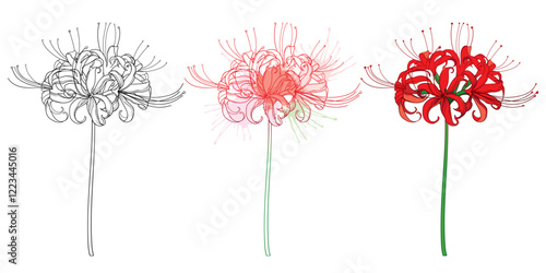 Set of outline bulbous Lycoris radiata or red spider lily flower in black and pastel isolated on white background. 