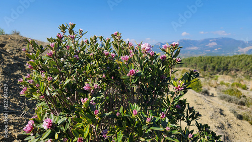 Daphne sericea, also known as silk daphne, is a typical plant species found in the Mediterranean region, especially in the Taurus Mountains, for its ecological significance and lovely fragrant flowers photo