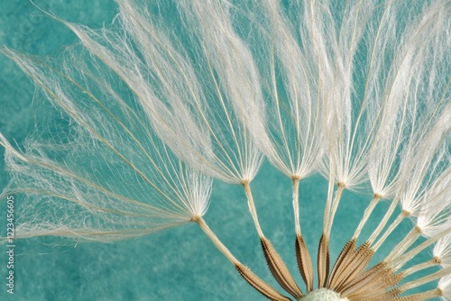 Close-up of dandelion seed head against teal background. (1)