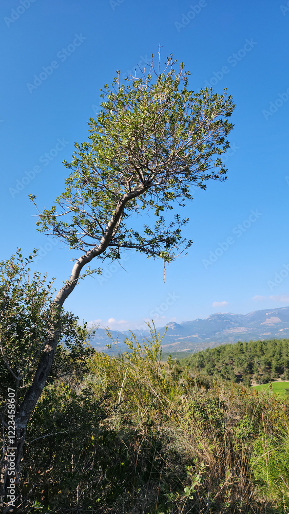 Obraz premium Phillyrea, from the Oleaceae family, is an evergreen tree common in the Mediterranean, is one of the typical members of the maquis shrubland. Its height exceeds 3 meters and can reach up to 10 meters.