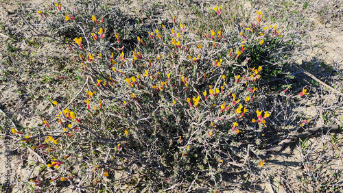 Cytisopsis dorycniifolia, commonly known as 