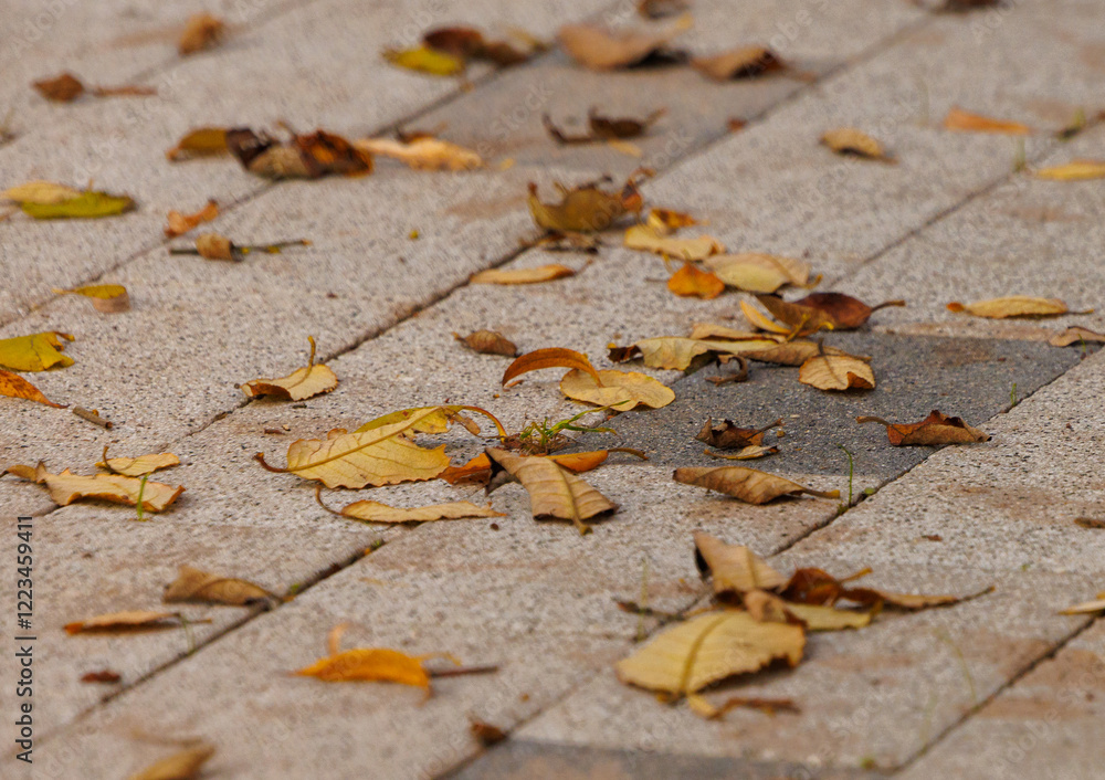 Autumn leaves scattered across the stone pathway in a serene park during a calm afternoon Autumn leaves scattered across the stone pathway in a serene park during a calm afternoon