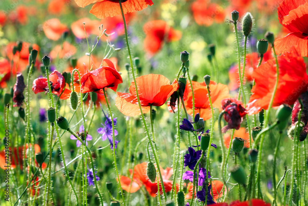 Fototapeta premium Red poppies flower spring season nature background