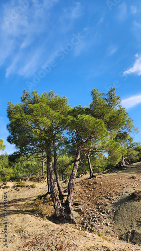 A view of a sunny winter's day in a red pine (Pinus brutia) forest at the foothills of the Taurus Mountains in Adana photo