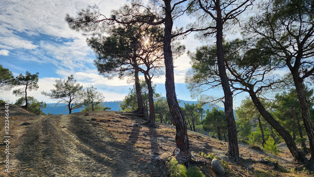 Fototapeta premium A view of a sunny winter's day in a red pine (Pinus brutia) forest at the foothills of the Taurus Mountains in Adana