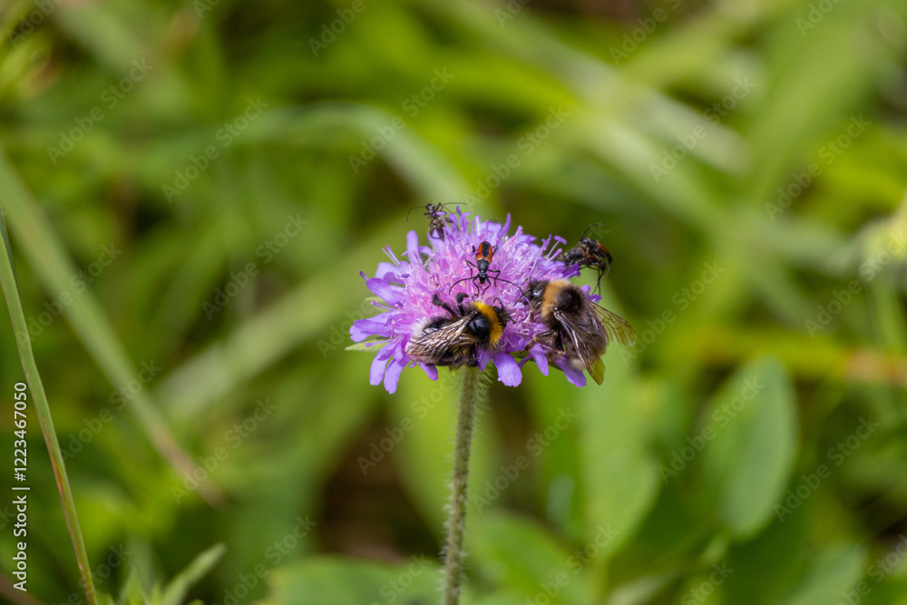 Obraz premium Platzmangel