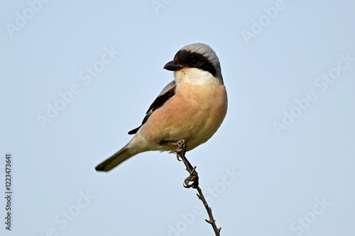 Schwarzstirnwürger // Lesser grey shrike (Lanius minor) photo