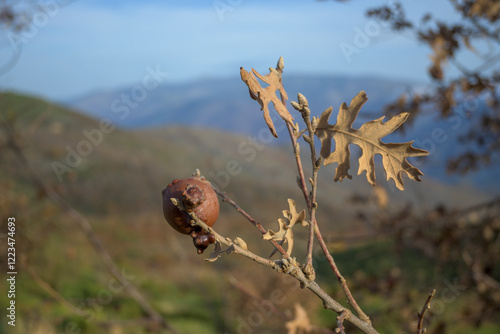 Oak gall insect pest infection Cynips Divisa horizontal Spain photo