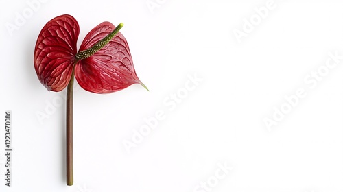 A vibrant red anthurium flower with a glossy heart-shaped spathe and a long green stem, set against a clean white background. photo