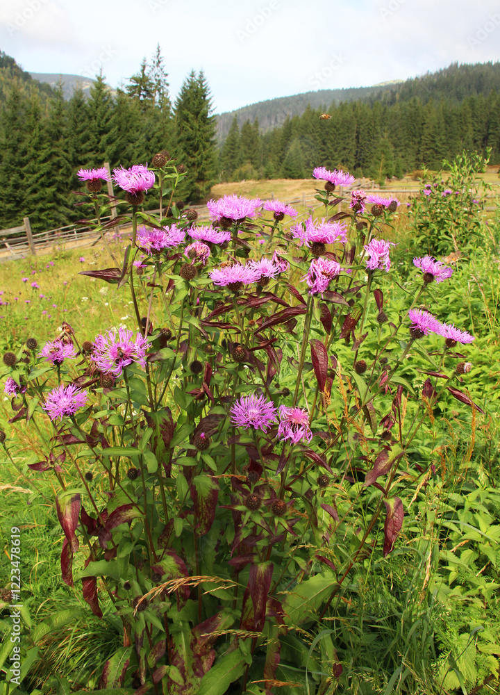 Phrygian cornflower (Centaurea phrygia) grows in nature