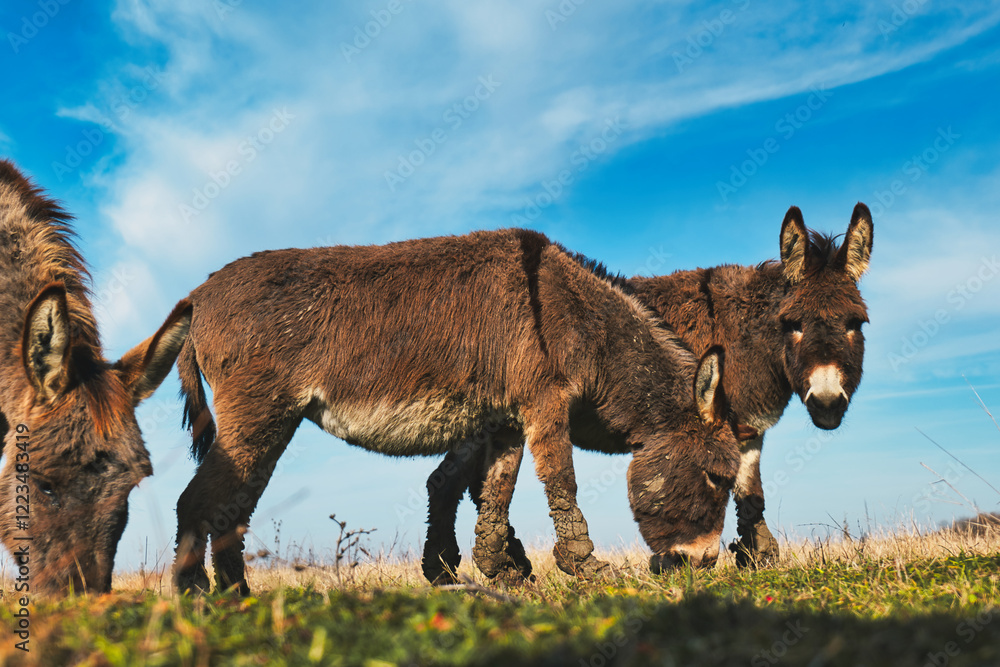 Donkeys grazing in a sunny meadow, surrounded by dry grass and a clear blue sky, creating a serene rural landscape with natural charm Donkeys grazing in a sunny meadow, surrounded by dry grass and a clear blue sky, creating a serene rural landscape with natural charm