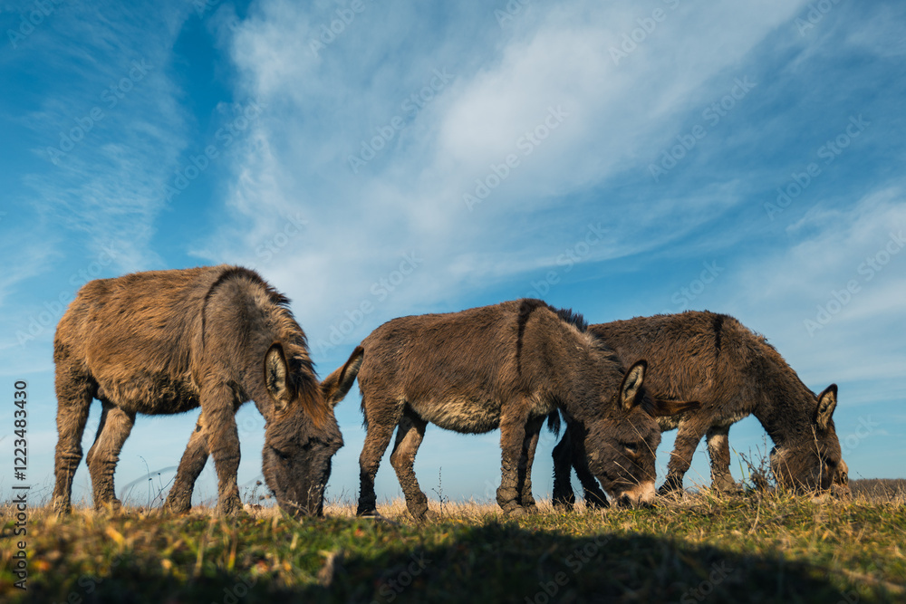 Fototapeta premium Donkeys grazing in a sunny meadow, surrounded by dry grass and a clear blue sky, creating a serene rural landscape with natural charm