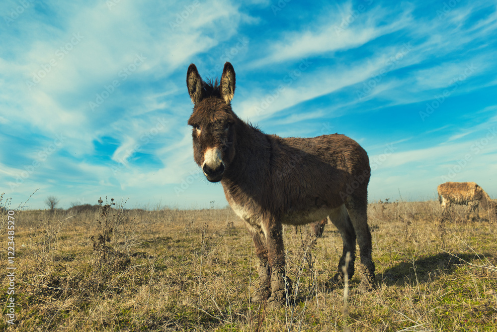 Donkeys grazing in a sunny meadow, surrounded by dry grass and a clear blue sky, creating a serene rural landscape with natural charm Donkeys grazing in a sunny meadow, surrounded by dry grass and a clear blue sky, creating a serene rural landscape with natural charm