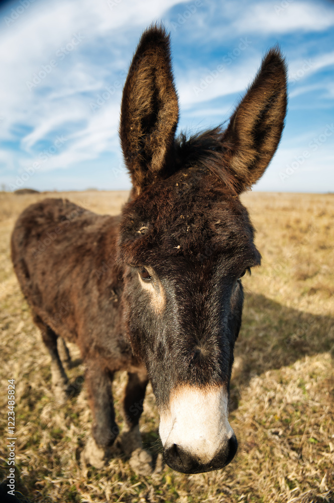 Confident donkey posing calmly in a sunlit meadow, embracing the tranquility of rural life Confident donkey posing calmly in a sunlit meadow, embracing the tranquility of rural life