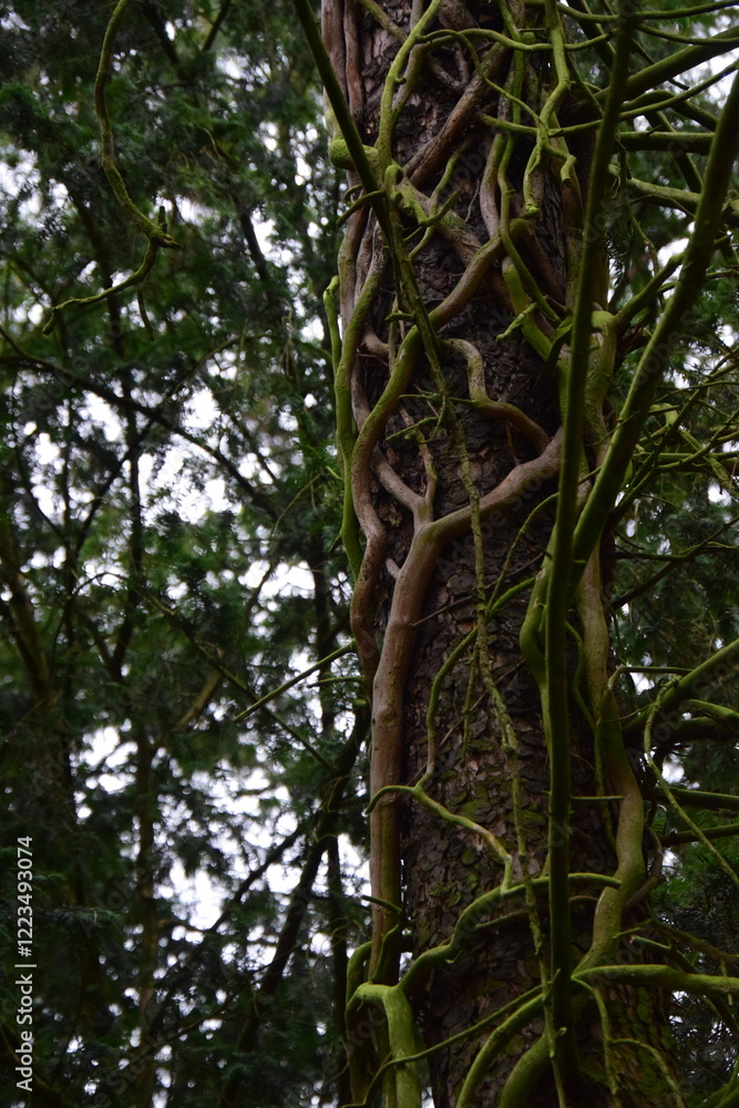 Fototapeta premium tree in the forest