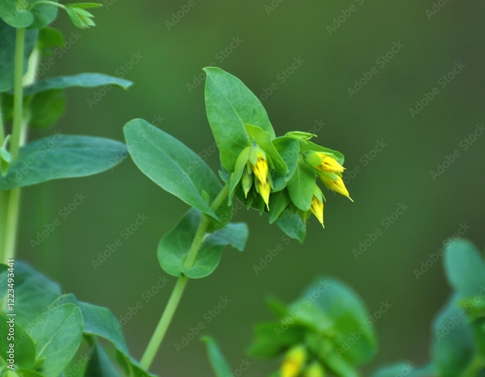 Fototapeta premium Cerinthe minor grows in nature