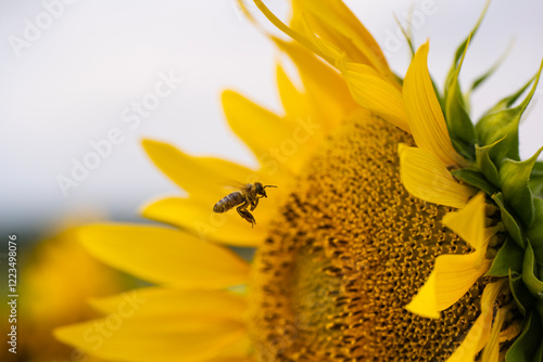 A bee is collecting nectar from a sunflower.