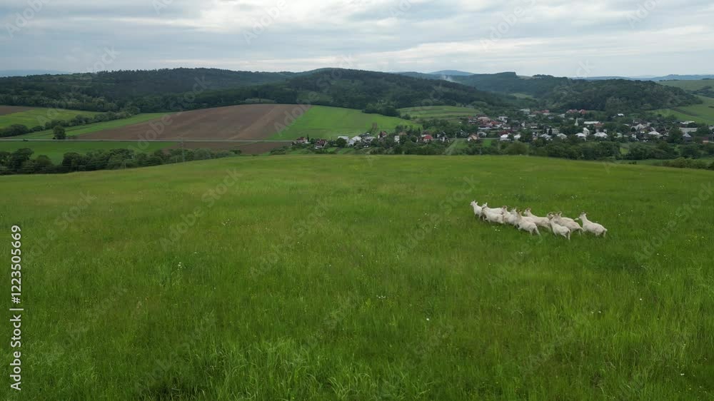adorable white goats running in a beautiful green meadow adorable white goats running in a beautiful green meadow