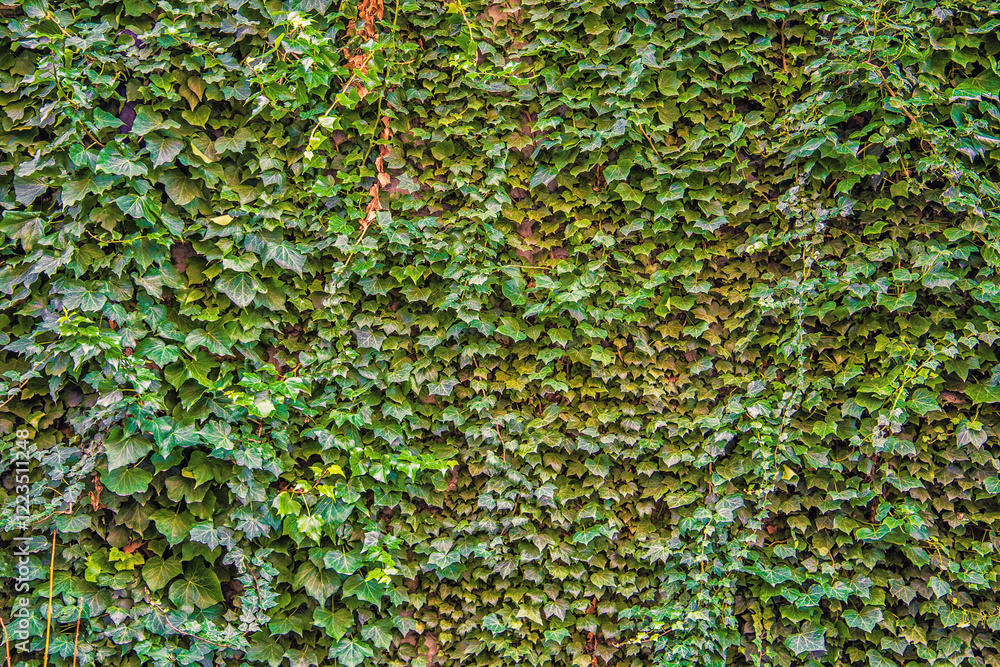 Wild Green Leaves Background - Close-up Nature Texture, wall plant Wild Green Leaves Background - Close-up Nature Texture, wall plant