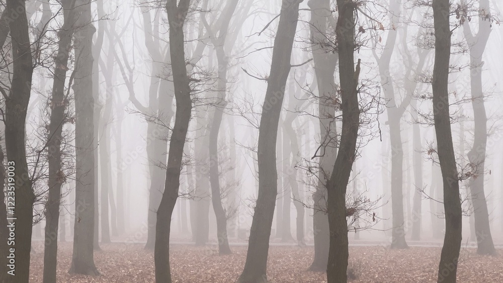 Fototapeta premium Trees in fog in a forest park.