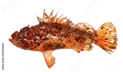 Bild auf Leinwand Red scorpionfish, bigscale scorpionfish, Scorpaena scrofa, isolated on white, si