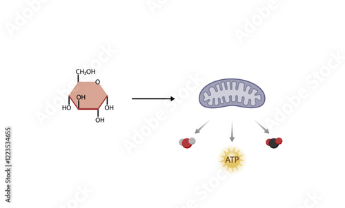 Aerobic cellular Respiration. Glycolysis. Mitochondria, energy production. Scientific Vector Illustration.