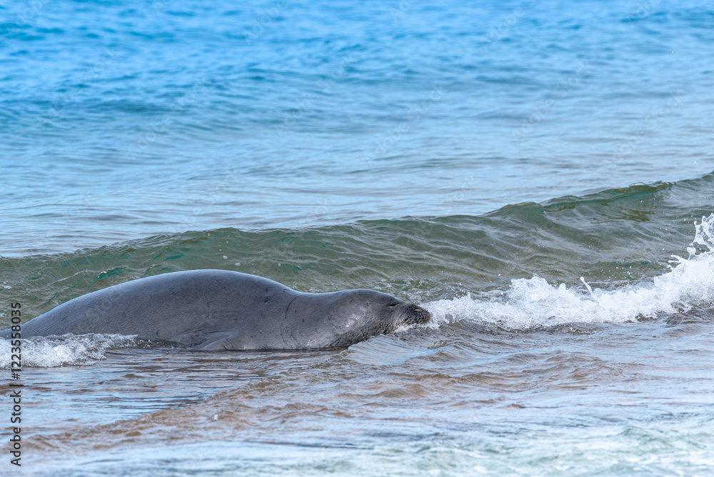 Obraz premium Monk seal swimming onto beach from ocean