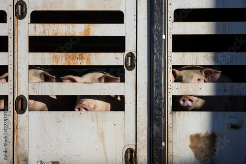 livestock transport truck door detail with pigs visible inside photo