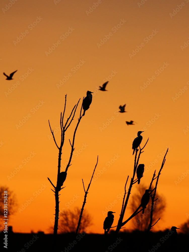 Obraz premium Precioso amanecer de un frio invierno en un lago con muchas aves.