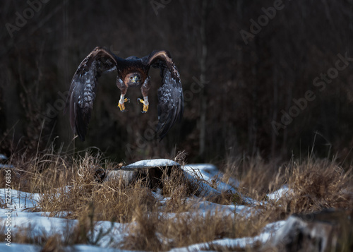 Golden eagle